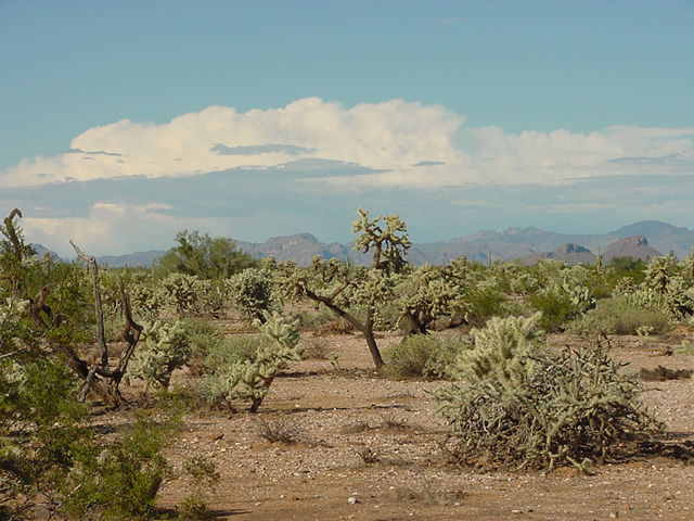 Desert1