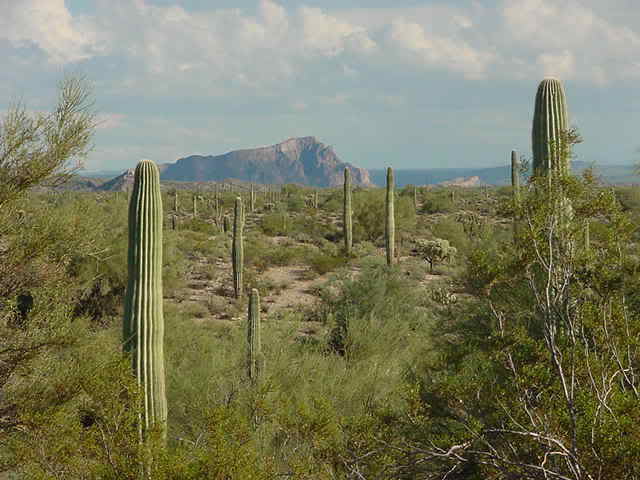 Desert