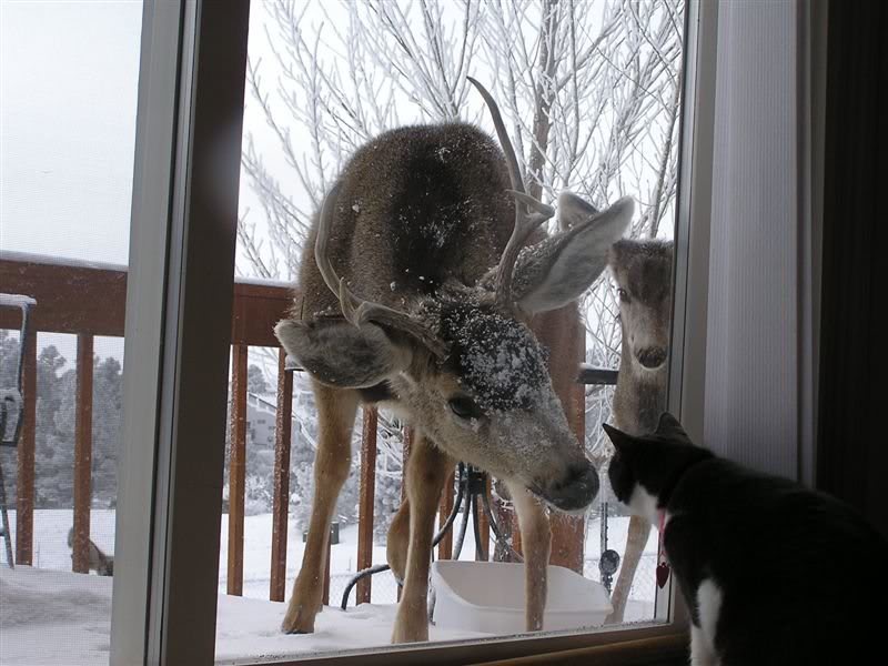 Deer and cat